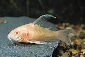 Corydoras paleatus albino