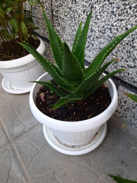 Алое х дилаетии Радл