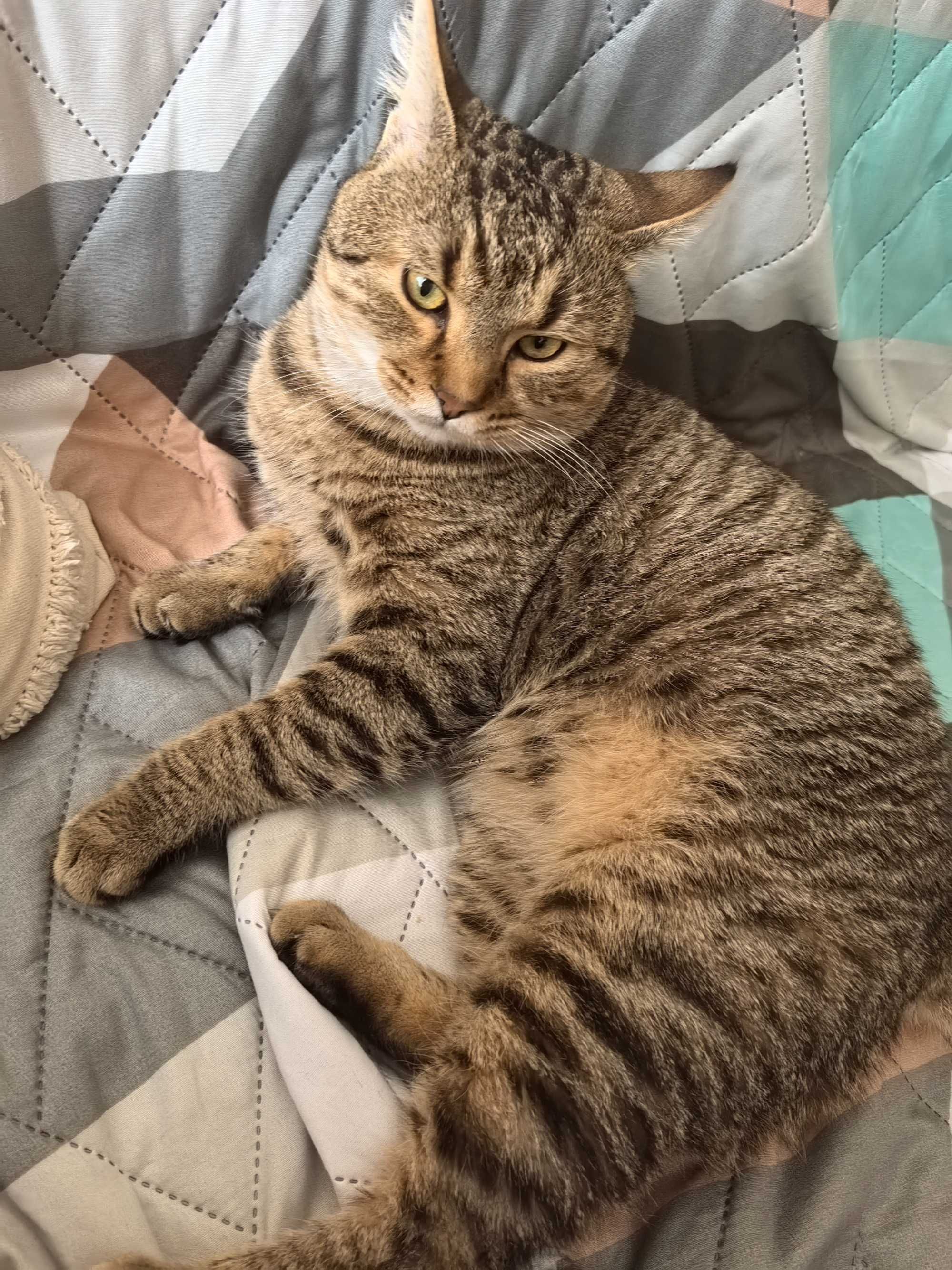 Подарява се коте
