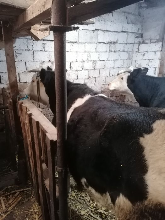 Vacă de vânzare tânăra