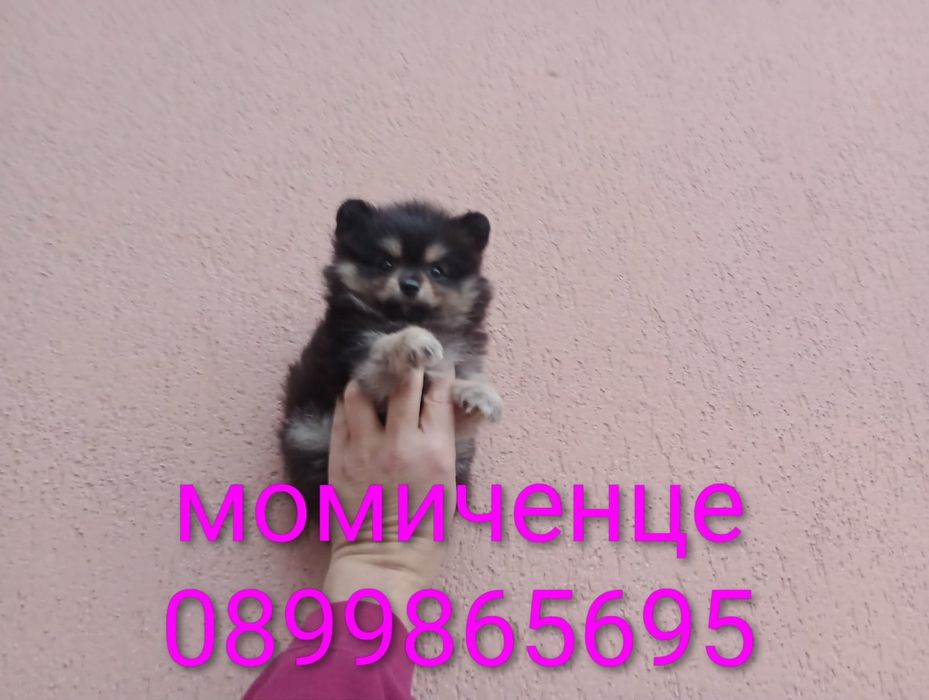 Женско Померанче !