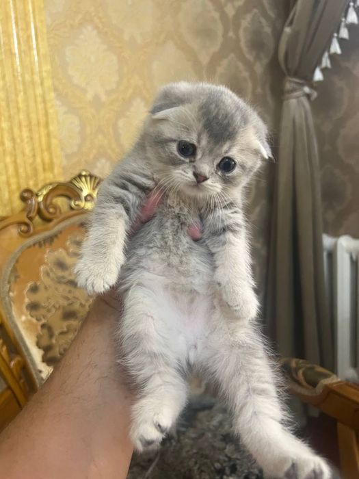 Скотиш фолд/страйт