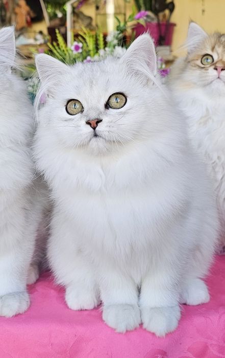 Дългокосмести котенца