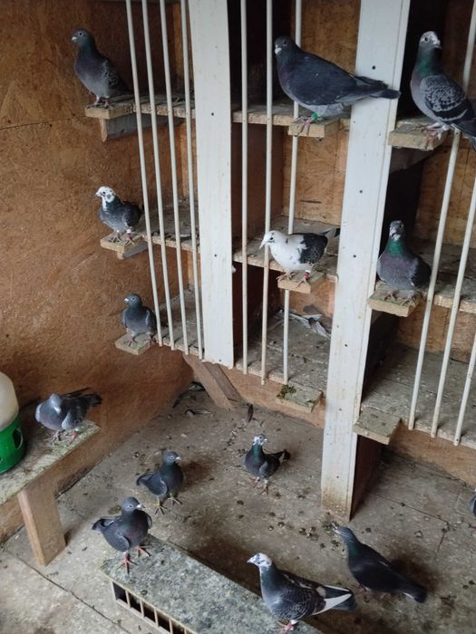 Porumbei voiajori de vanzare