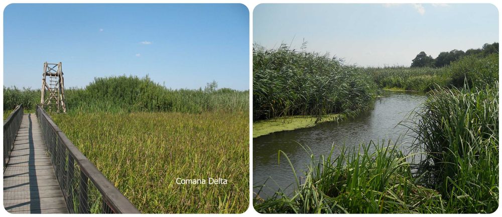 Comana intravilan, loturi 528mp, Delta, gaze, privat (credit/rate)