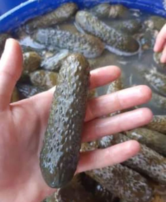 Castraveti murati in saramura