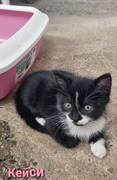 котенца от Созопол