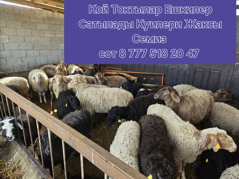 Кой, Сек кой, Токты, Ешкилер Сатылады