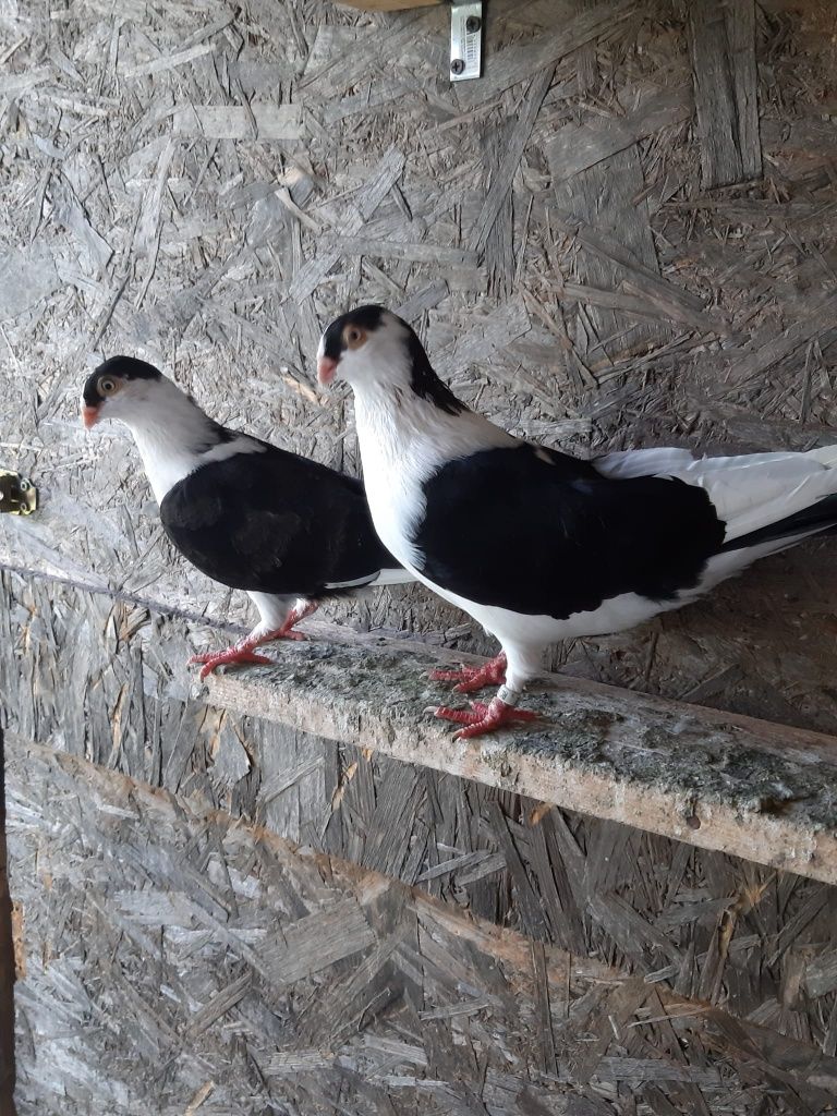 Vand porumbei Galateni