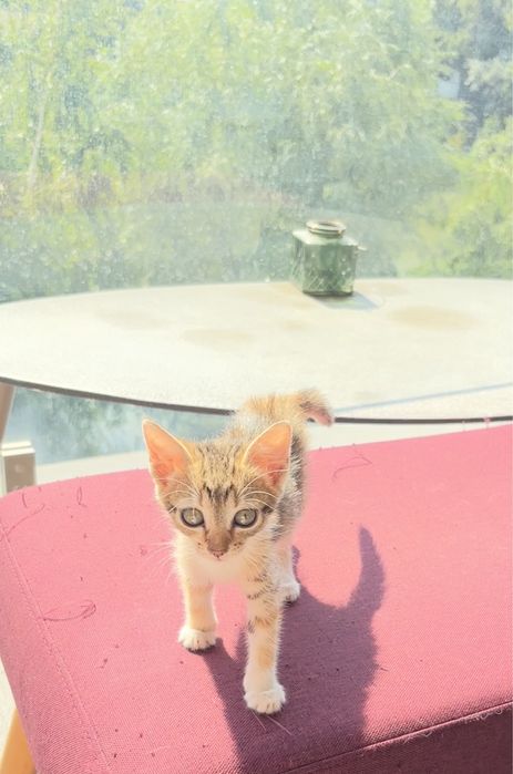 Donez pui pisica, o fetita cuminte si adorabila