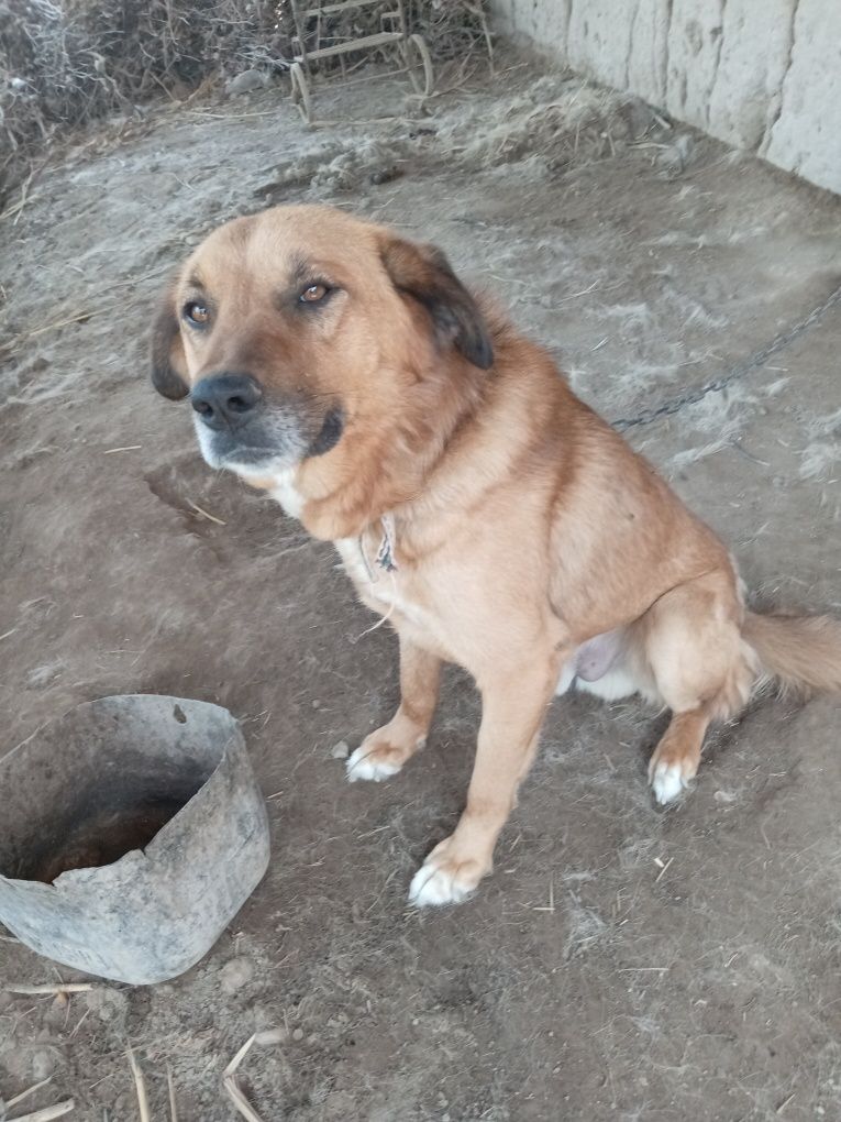 Erkak it nasiyaga beriladi