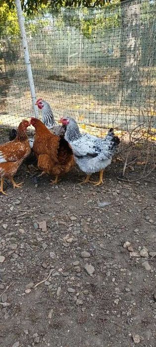 Vând puicuțe rasă mixtă din luna mai 2025.