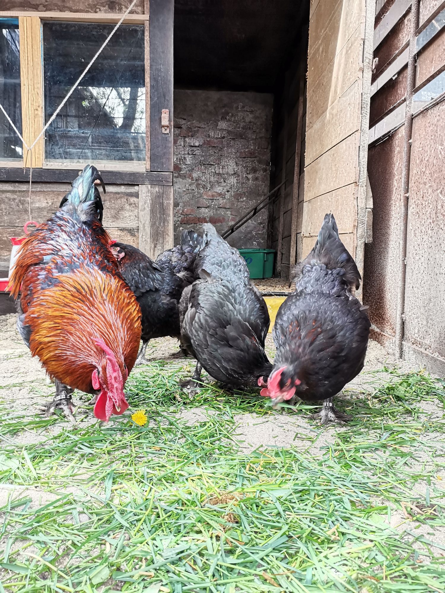 Familie Marans negru-arămiu