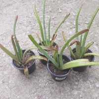 Aloe vera planta