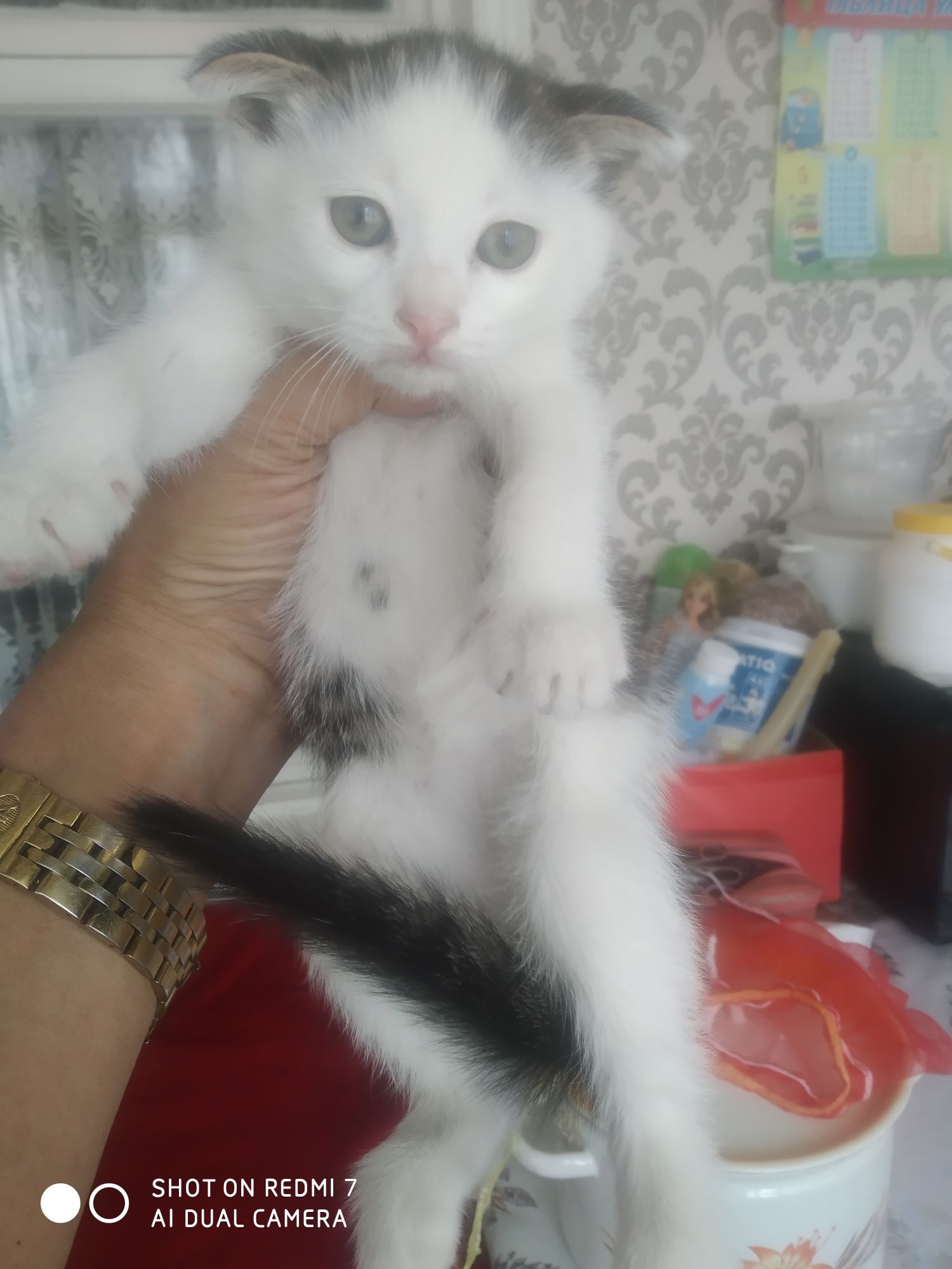Домашние котята черно- белые