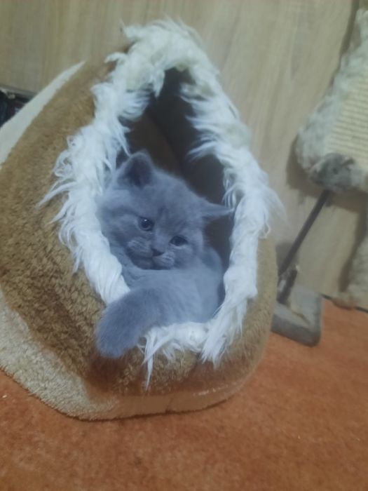 British shorthair bluie doar fetițe