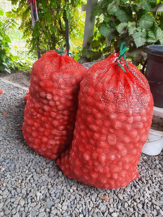 Продам домашнию мелкую картошку.красная
