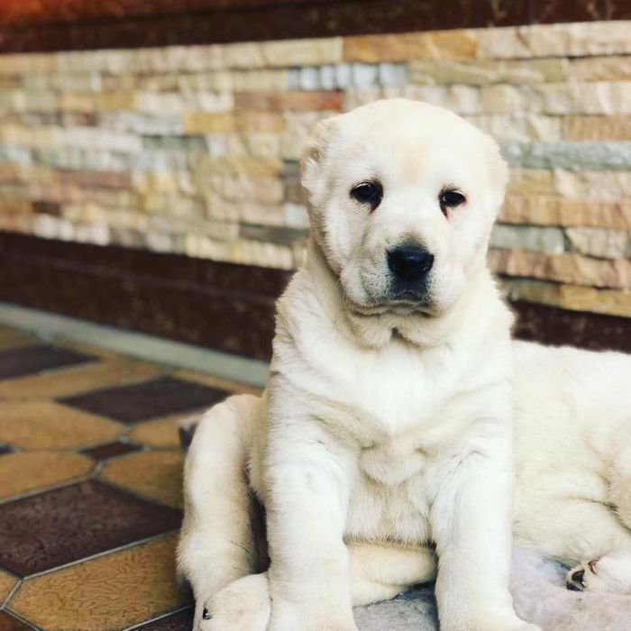 Белый медведь чисто кровный алабай