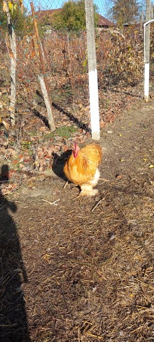 cochinchina galben urias