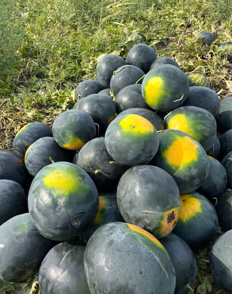 Lubenita-Pepene verde