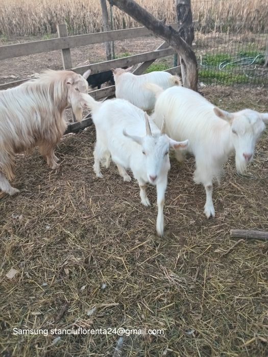 Capre metiș românesc.