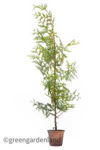 Западна туя Брабант / Thuja Occidentalis Brabant 60-80см