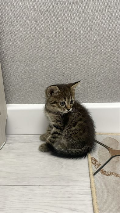 продам котика в хорошие руки