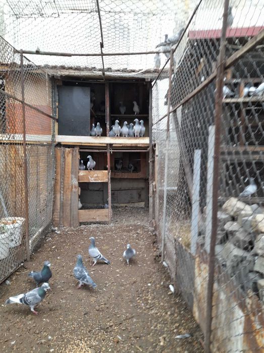 Vând porumbei voiajori