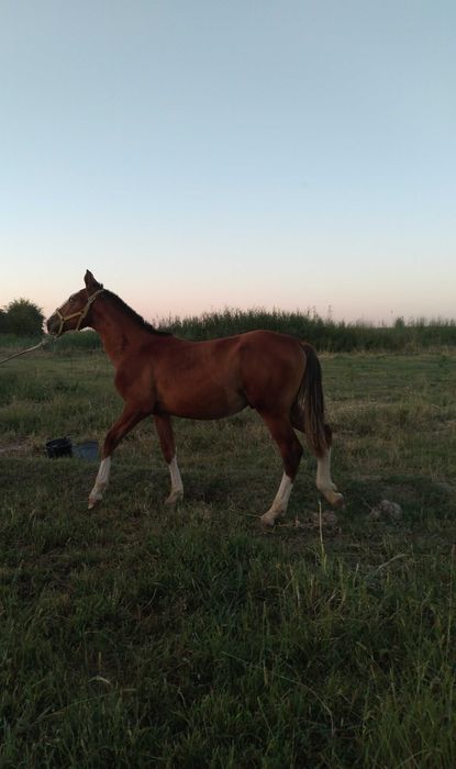 Toy, Yosh kelishilgan narxda