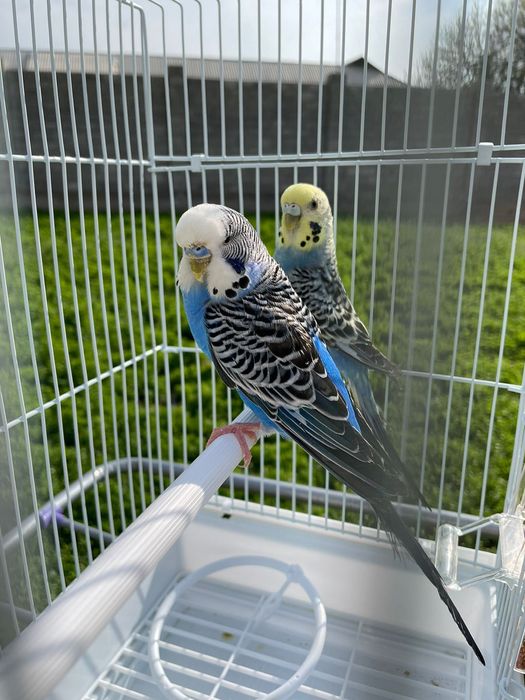 Попугай валнистые