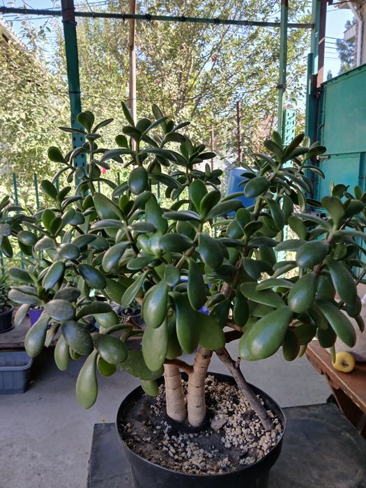 Продам алоэ и толстянку