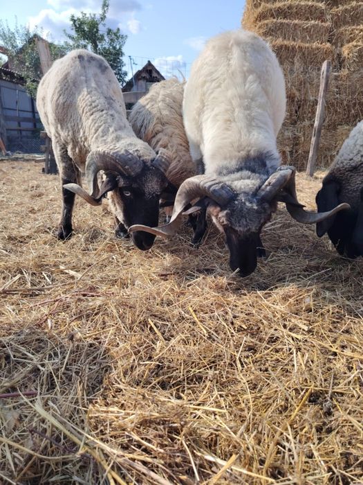 Berbec țigău de vânzare