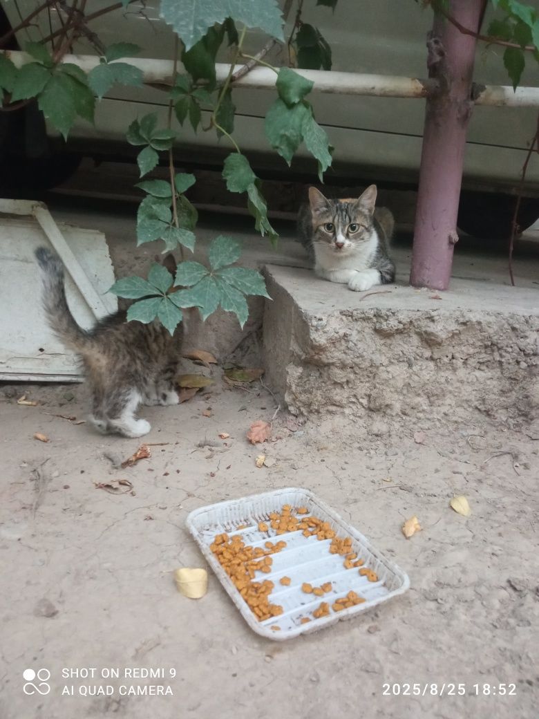 Отдаю даром котёнка девочка
