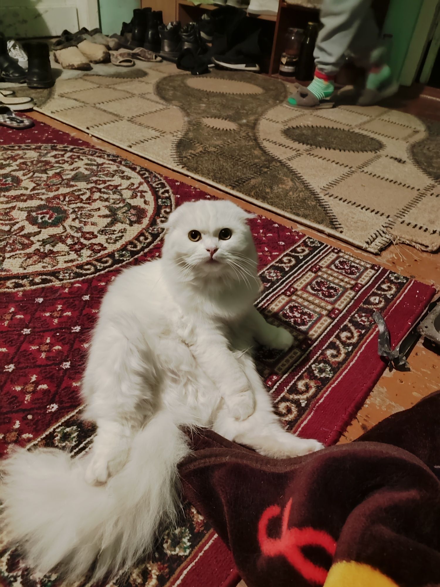 Скоттиш страи́т рыжая кошка, бело рыжий и шоколадный котики.