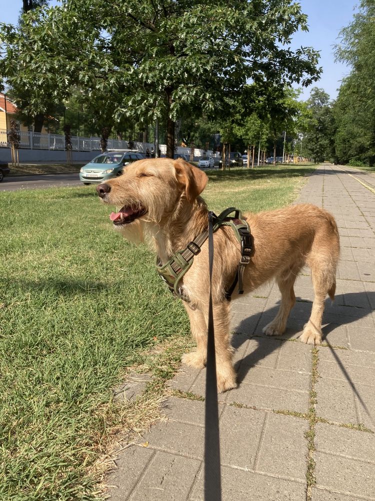 Разхождане на кучета в София, грижа за любимци/Dog walking in Sofia
