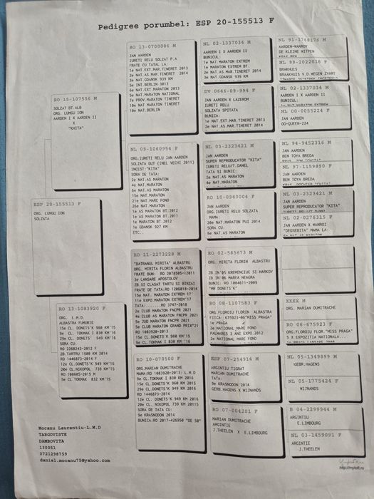 Porumbei voiajori cu pedigree