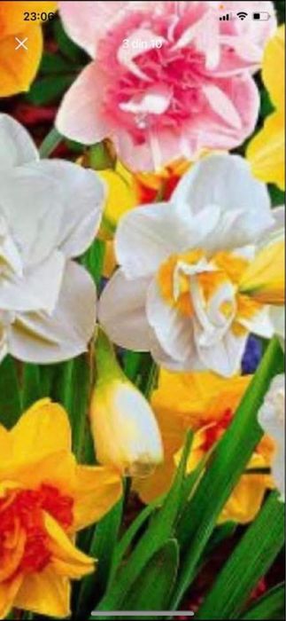 Bulbi de narcise 0,50 bsni buc