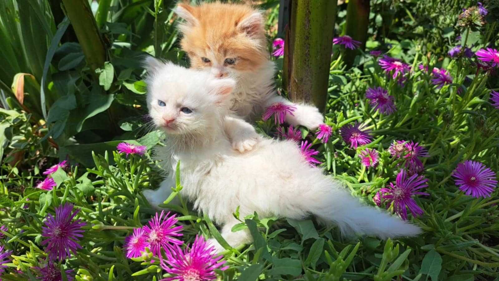 Продавам Ангорски котенца
