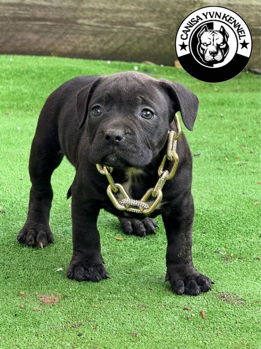 Femela amstaff neagra