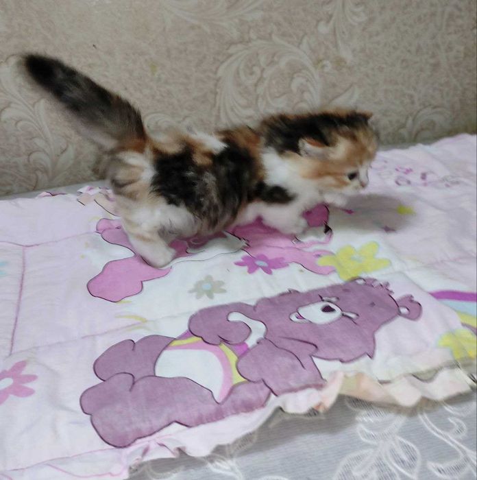 Продается шикарный котенок Манчкин, девочка.