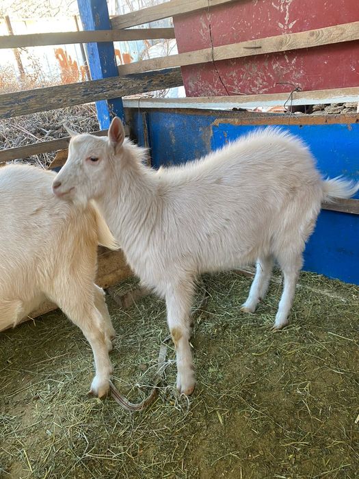 Лақ теке.        Жағдайы жақсы