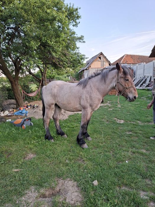 Vand sau schimb cu auto sau tractoras