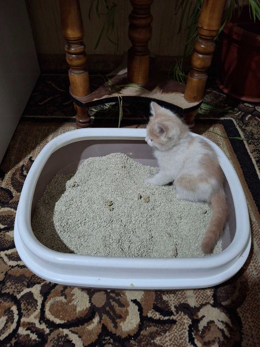 Мушук mushuk котёнок котята