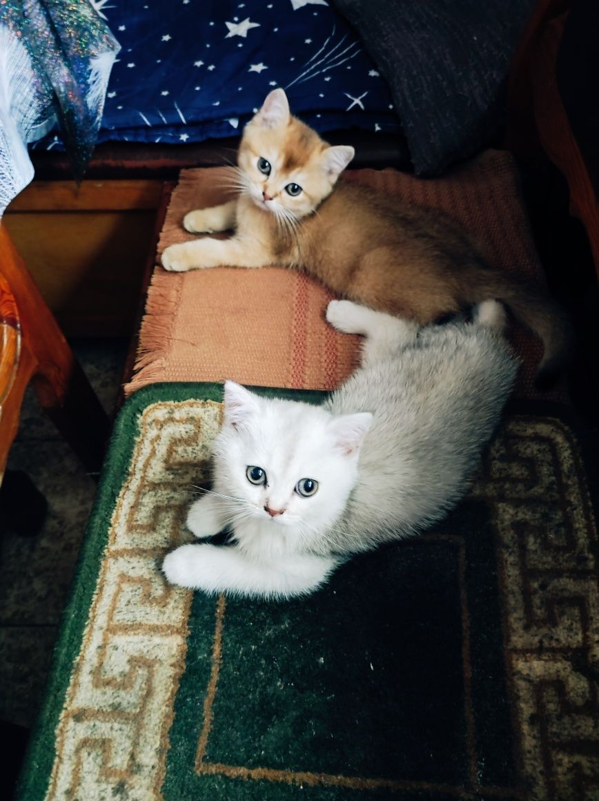 Продаются породистые котята