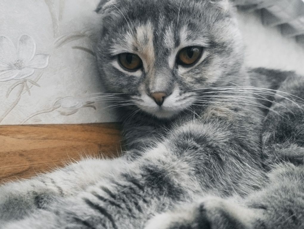 Scottish fold/Кошки