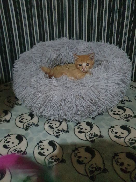 отдам котёнка в добрые руки