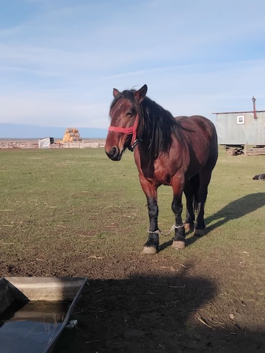 Vând iapă de 5 ani