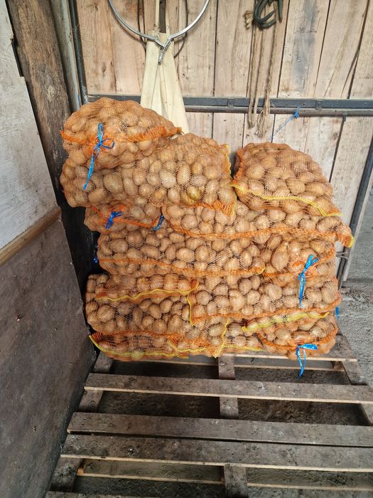 De vanzare cartof rosu, galben,ceapa.