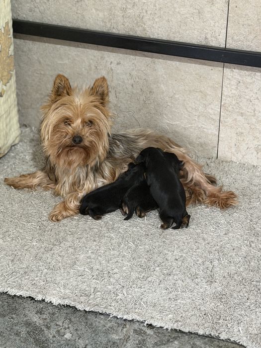 Yorkshire terrier mini toy