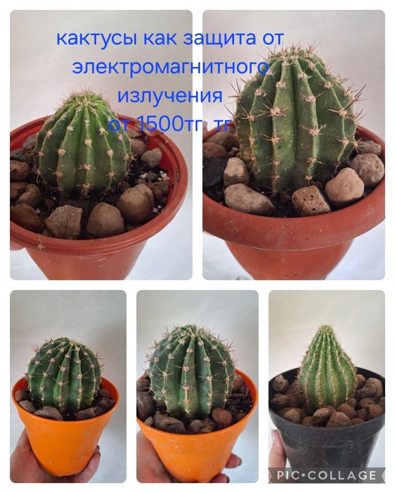 Кактус  комнатный